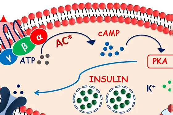 Understanding Ozempic's Mechanism of Action: